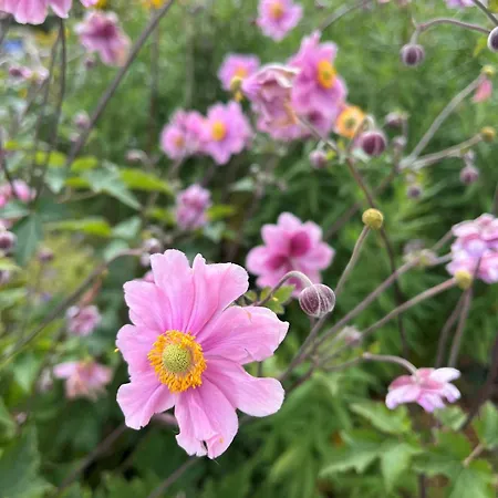 Garden 아파트 플라차우