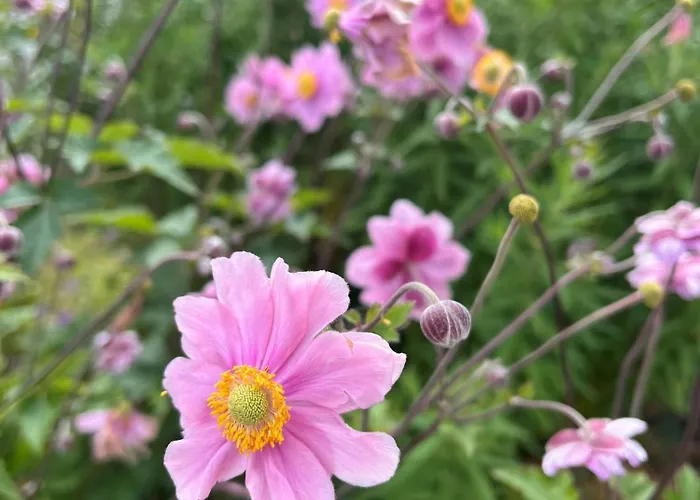 Garden Apartament Flachau